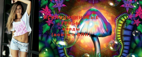 индика Ельня